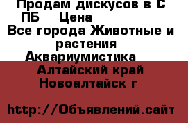 Продам дискусов в С-ПБ. › Цена ­ 3500-4500 - Все города Животные и растения » Аквариумистика   . Алтайский край,Новоалтайск г.